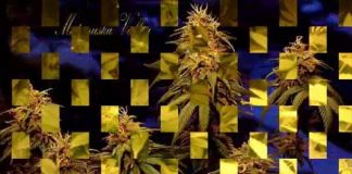 Image with missing alt attribute found on 420magazine.com