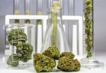 Image with missing alt attribute found on 420magazine.com