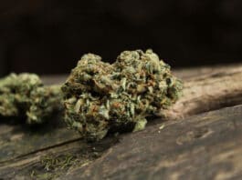 Image with missing alt attribute found on 420magazine.com