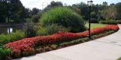 A sunny annual border planted with New Guinea impatiens and ornamental peppers