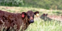 A calf standing in a pasture of fescue.