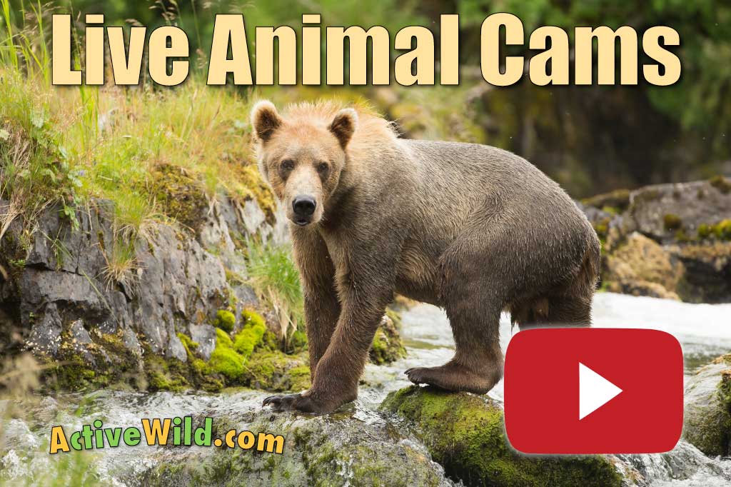 Live Animal Cams