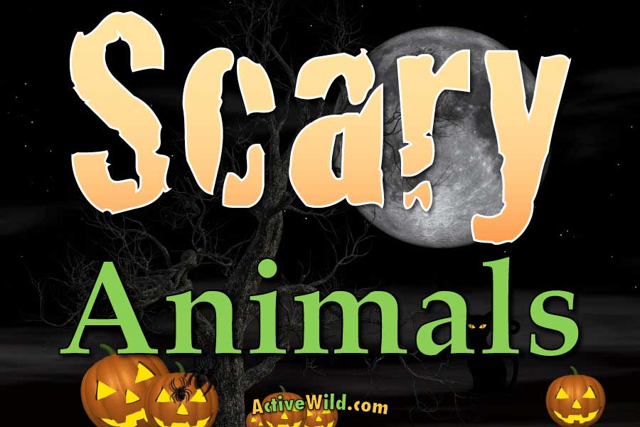 scary animals