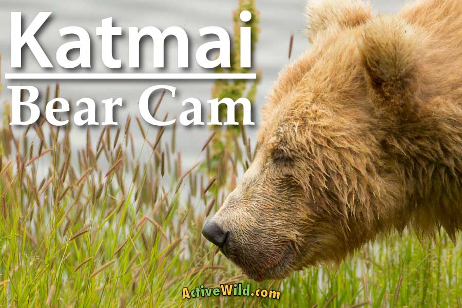 Katmai bear cam