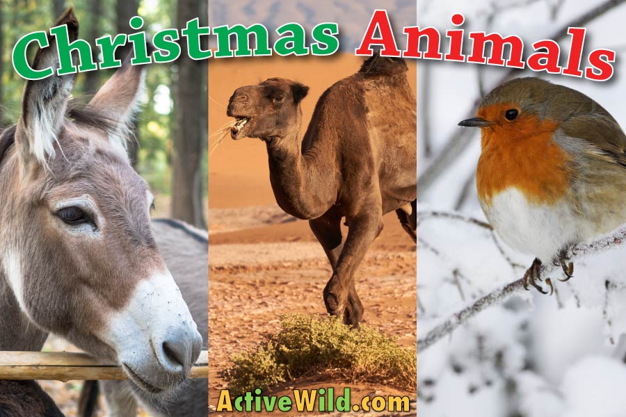 Christmas Animals