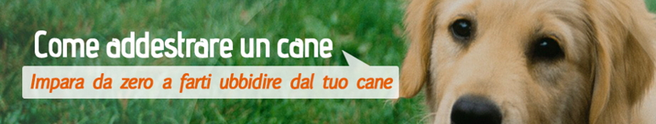 Come addestrare un cane