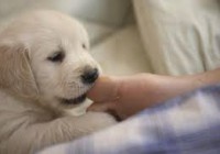 Addestrare il proprio cane: stop all'aggressivit&agrave; in poche mosse