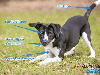 Play Bow Dog Body Language