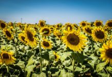 Image with missing alt attribute found on ambientum.com