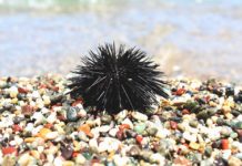 Image with missing alt attribute found on ambientum.com