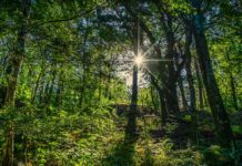 Image with missing alt attribute found on ambientum.com