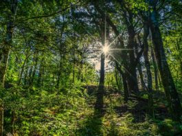 Image with missing alt attribute found on ambientum.com