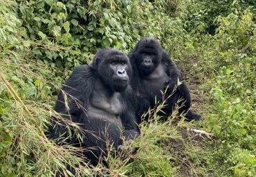 Image with missing alt attribute found on americanhumane.org