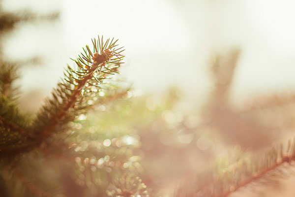 Image with missing alt attribute found on amic.media