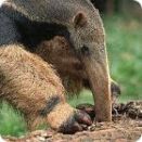 anteater facts