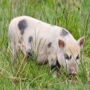 Image with missing alt attribute found on animalfactsencyclopedia.com