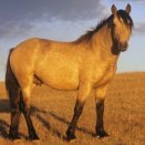 Image with missing alt attribute found on animalfactsencyclopedia.com