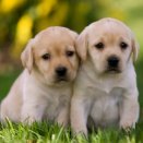 Image with missing alt attribute found on animalfactsencyclopedia.com