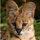 Image with missing alt attribute found on animalfactsencyclopedia.com