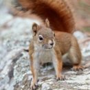 Image with missing alt attribute found on animalfactsencyclopedia.com