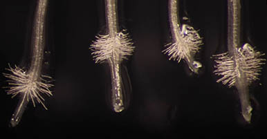 Image with missing alt attribute found on apsnet.org