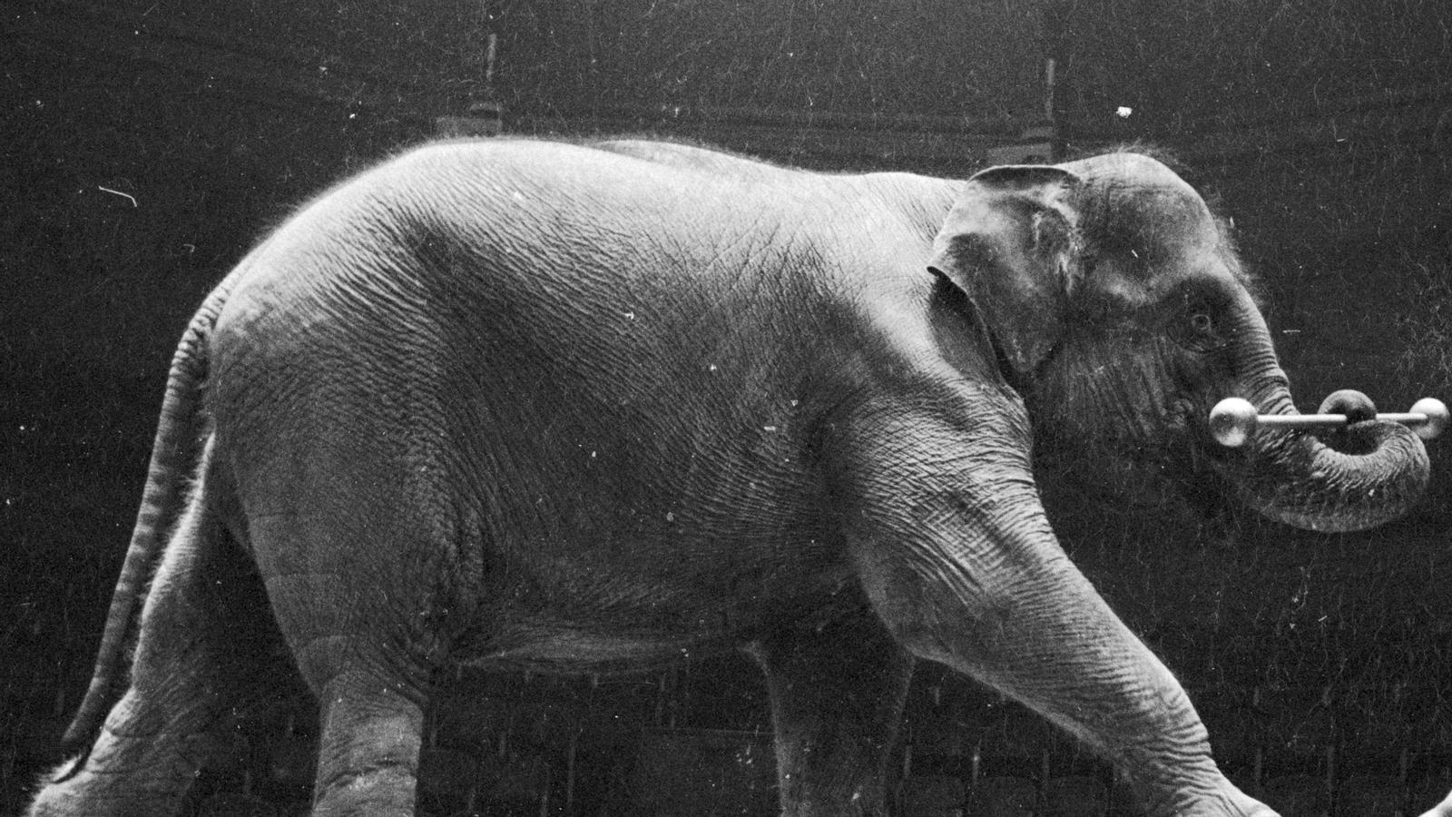 Image with missing alt attribute found on ara.cat