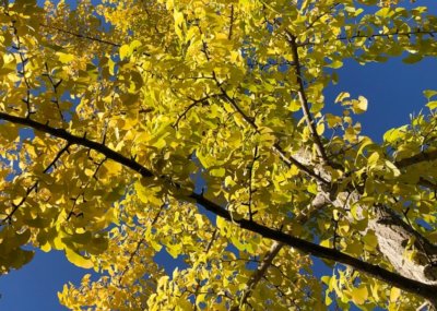 Image with missing alt attribute found on archbalt.org