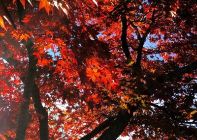 Image with missing alt attribute found on archbalt.org