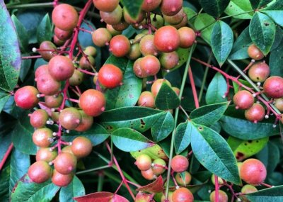 Image with missing alt attribute found on archbalt.org