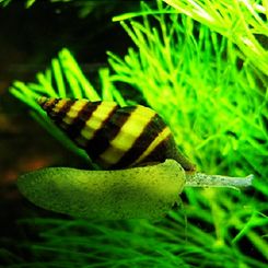 FreshwaterAquaticSnails