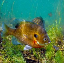 Gamefish-Bluegill2014