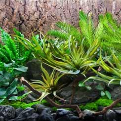 Aquarium Film Backgrounds