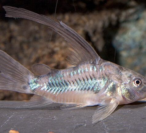 Image with missing alt attribute found on azgardens.com