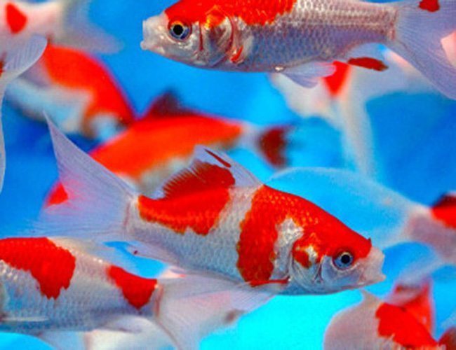 Red and White Comet Goldfish