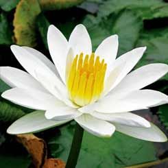 PondWaterLiliesLotus