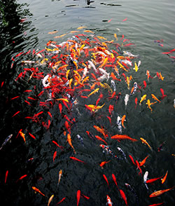 Image with missing alt attribute found on azgardens.com