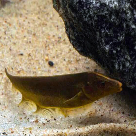 Image with missing alt attribute found on azgardens.com