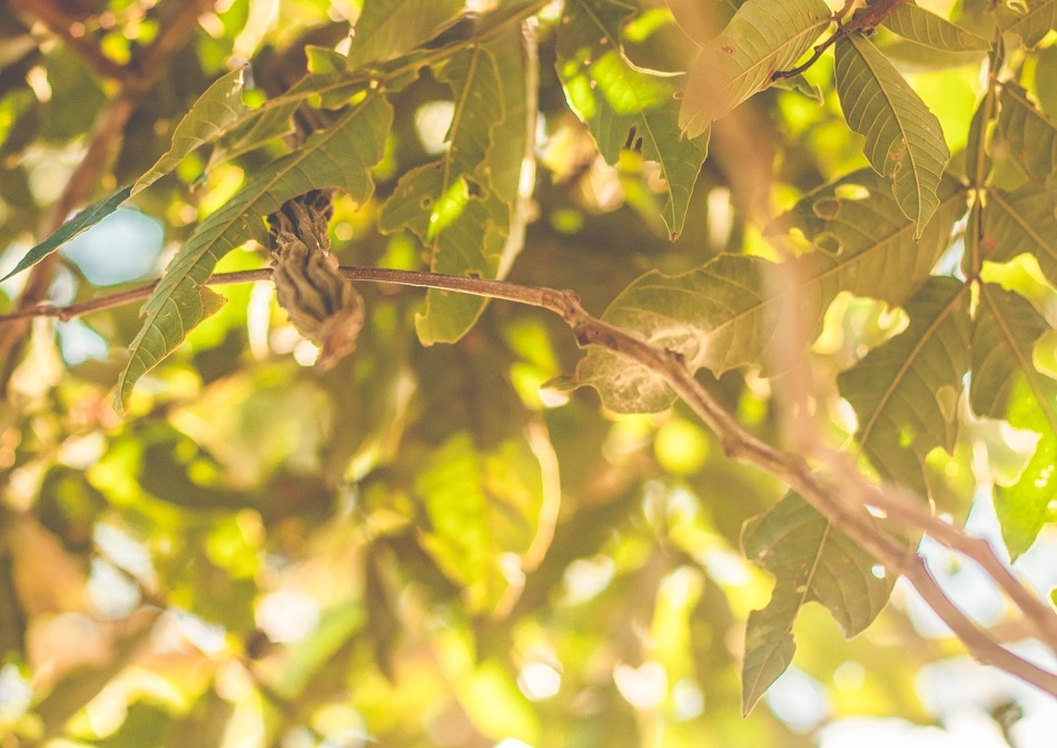 The Tree Offering Brazil Deforestation Hope