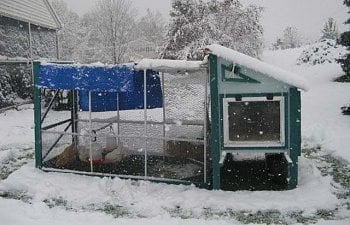 Image with missing alt attribute found on backyardchickens.com