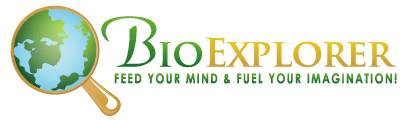 Bio Explorer