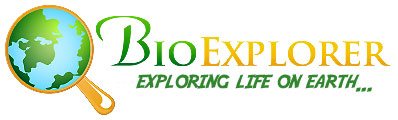 Bio Explorer