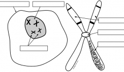 Image with missing alt attribute found on biologycorner.com
