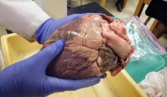 Image with missing alt attribute found on biologycorner.com