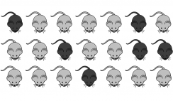 Image with missing alt attribute found on biologycorner.com