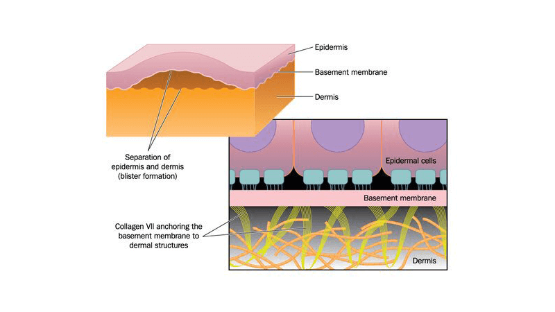 Image with missing alt attribute found on biologycorner.com