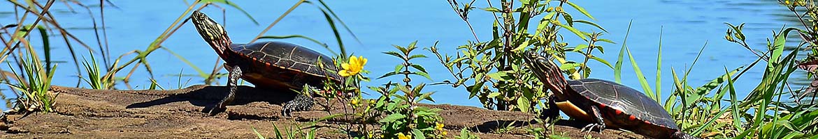 Image with missing alt attribute found on biologycorner.com