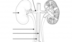 Image with missing alt attribute found on biologycorner.com