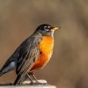 Do American robins migrate