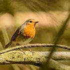 European Robin Bird