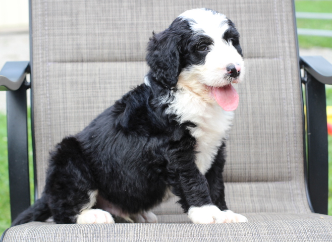 Image with missing alt attribute found on bluediamondfamilypups.com